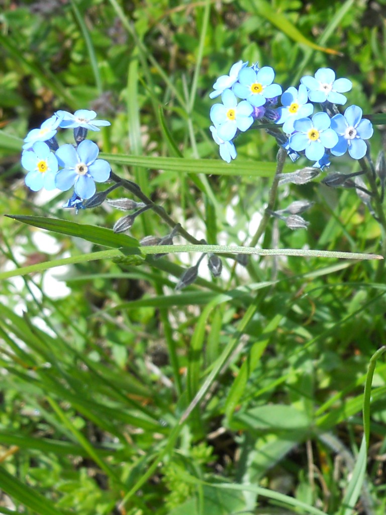 Piccolo fiore blu - Myosotis sp.